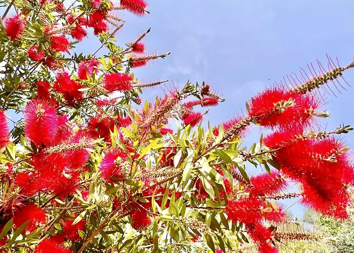 Renas Near By Dadovillas Рода